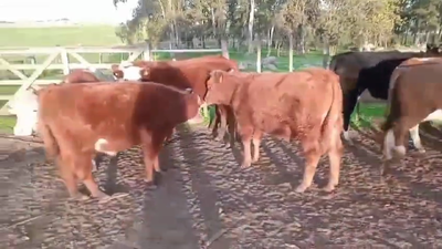 Lote 12 NOVILLOS