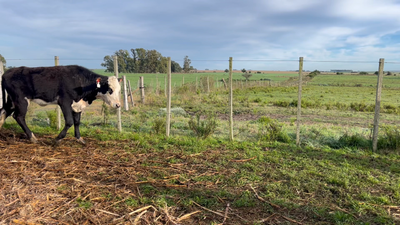 Lote VAQUILLONA 1a2 AÑOS