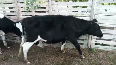 Lote 3 Novillos HOLANDO HEREFORD 400kg - , San José