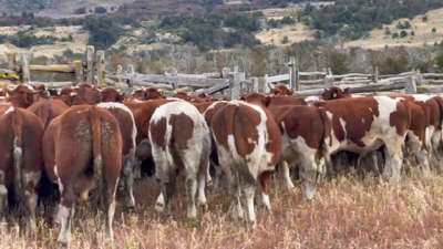 Lote 55 Novillo Engorda en Coyhaique, XI Región Aysén