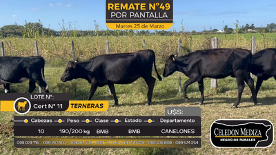 Lote 10 Terneras en Juanicó, Canelones