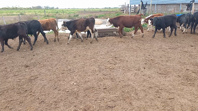 Lote 13 Terneros Cruza en Egusquiza, Santa Fe