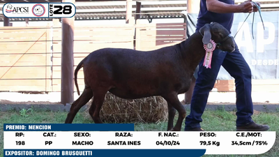 Lote LOTE 28