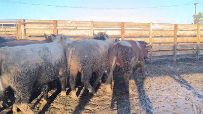 Lote 20 Novillo Gordo en Los Ángeles, VIII Región Biobío