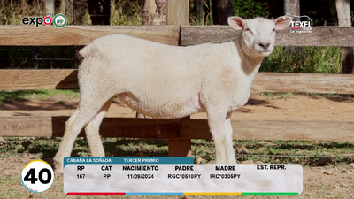 Lote LOTE 40