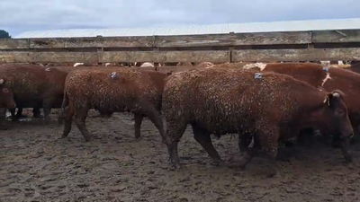 Lote 20 Novillo Gordo en Los Ángeles, VIII Región Biobío