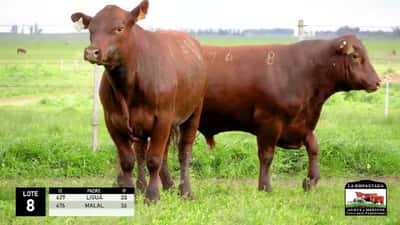 Lote 2 Toros Red Angus, Durazno