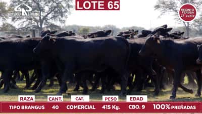 Lote Reproductores de Alborada - Lote 65