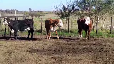 Lote 3 Vacas de Invernada 450kg -  en VIBORAS Y VACAS