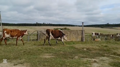Lote VACAS ENTORADAS
