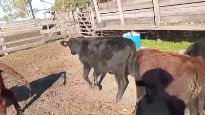 Lote TERNERAS