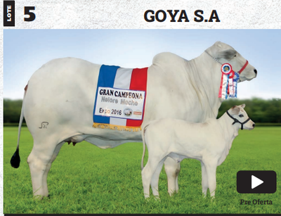 Lote LOTE 5- PREÑECES