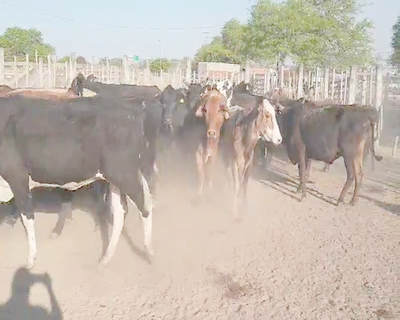 Lote 33 Vacas en Quimilí, Santiago del Estero