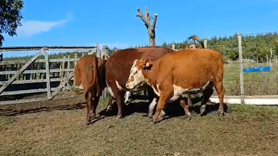 Lote 6 Vaca HEREFORD 490kg -  en PUNTAS DEL PERDIDO