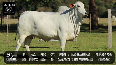Lote LOTE 24