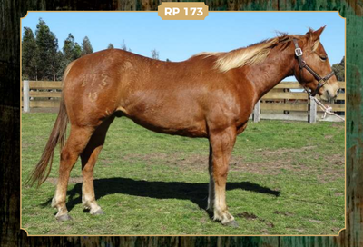 Lote DOÑA ADELA 173