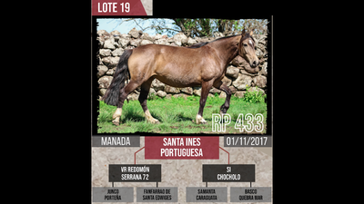 Lote SANTA INES  PORTUGUESA