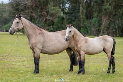 Lote JAGUEL SANTINA