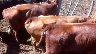 Lote 5 Vacas en Cardales, Buenos Aires