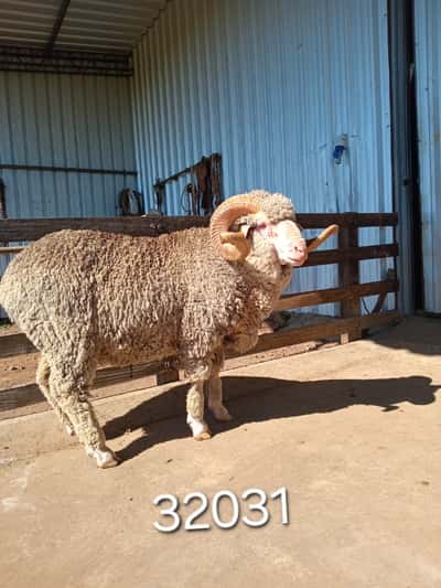 Lote 32031