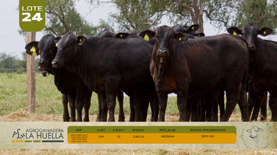 Lote LOTE 24