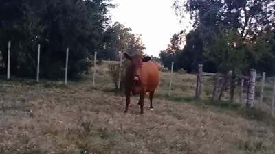 Lote Vaquillonas/Vacas Gordas 600kg -  en SANTA REGINA