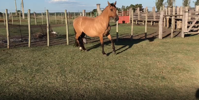 Lote RP 39 CAPIRU CAMPANITA