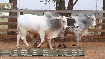 Lote LOTE 43