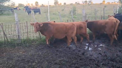 Lote TERNEROS/AS