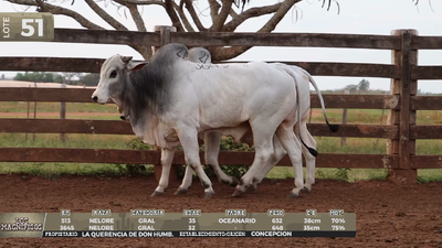 Lote LOTE 51