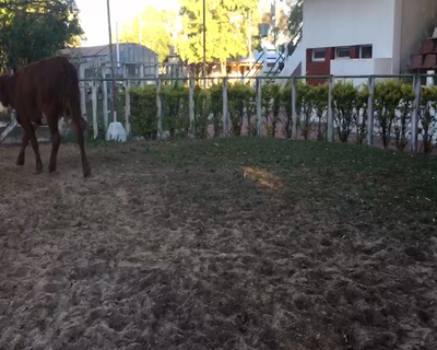 Lote 1 Vacas  en Esquina, Corrientes