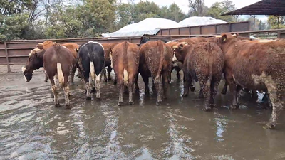 Lote 20 Novillo Gordo en Linares, VII  Región Maule