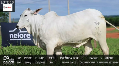 Lote LOTE 10
