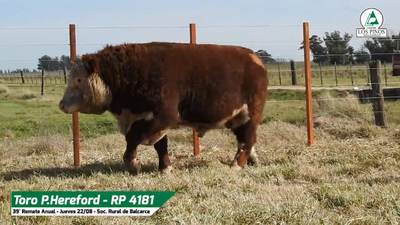 Lote TORO P. HEREFORD