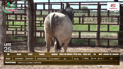 Lote Machos BRAHMAN en Pioneros del Chaco S.A.