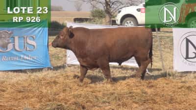 Lote TORO PC ANGUS COLORADO - RP 926