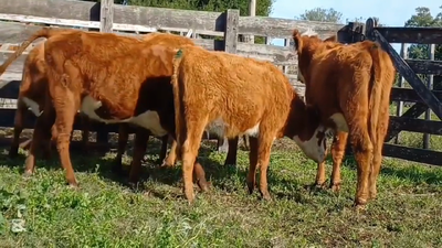 Lote VAQUILLONAS 1 A 2 AÑOS