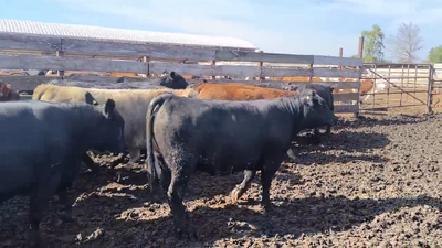 Lote 20 Vaquilla Gorda en Los Ángeles, VIII Región Biobío