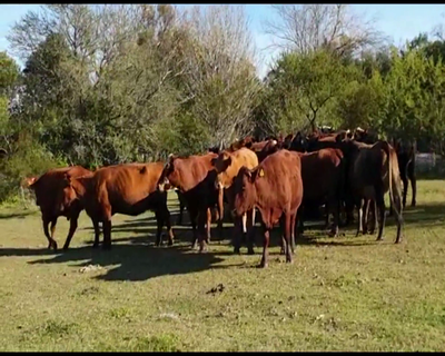 Lote 30 Vacas usadas preñadas en San Justo, Santa Fe