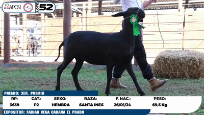 Lote LOTE 52