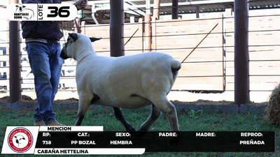 Lote LOTE 36- BOZAL