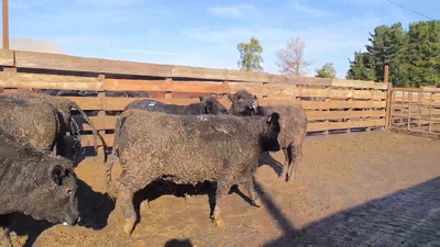 Lote 20 Vaquilla Gorda en Los Ángeles, VIII Región Biobío