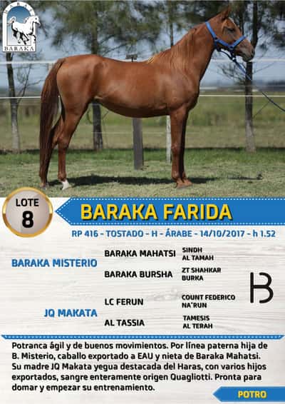 Lote BARAKA FARIDA