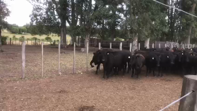 Lote VAQUILLONAS 1 A 2 AÑOS