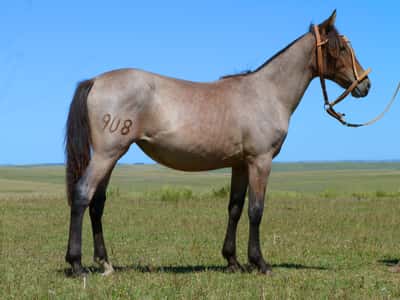Lote Ingrata Salpay