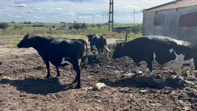 Lote 3 Vacas de Invernada Holando Kiwi en Rodriguez