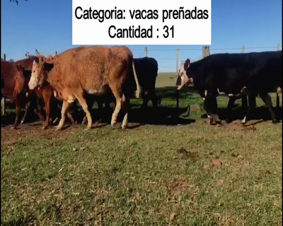 Lote 31 Vacas preñadas en Salto
