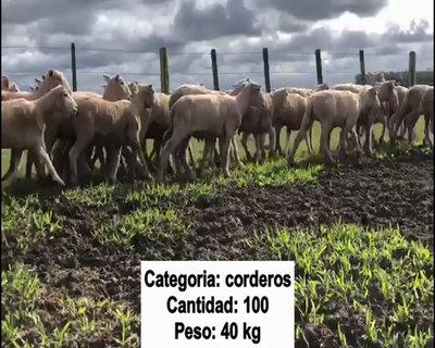 Lote 100 Corderos en Artigas