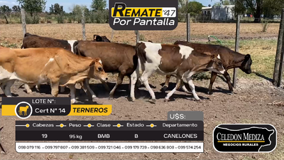 Lote 19 Terneros en Juanicó, Canelones