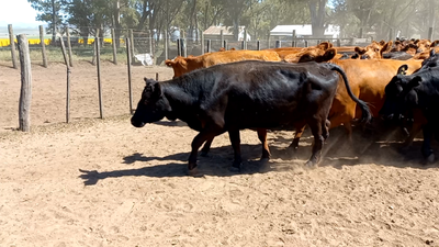 Lote 83 Vacas medio uso C/ gtia de preñez en SIERRA DE VENTANA Buenos Aires